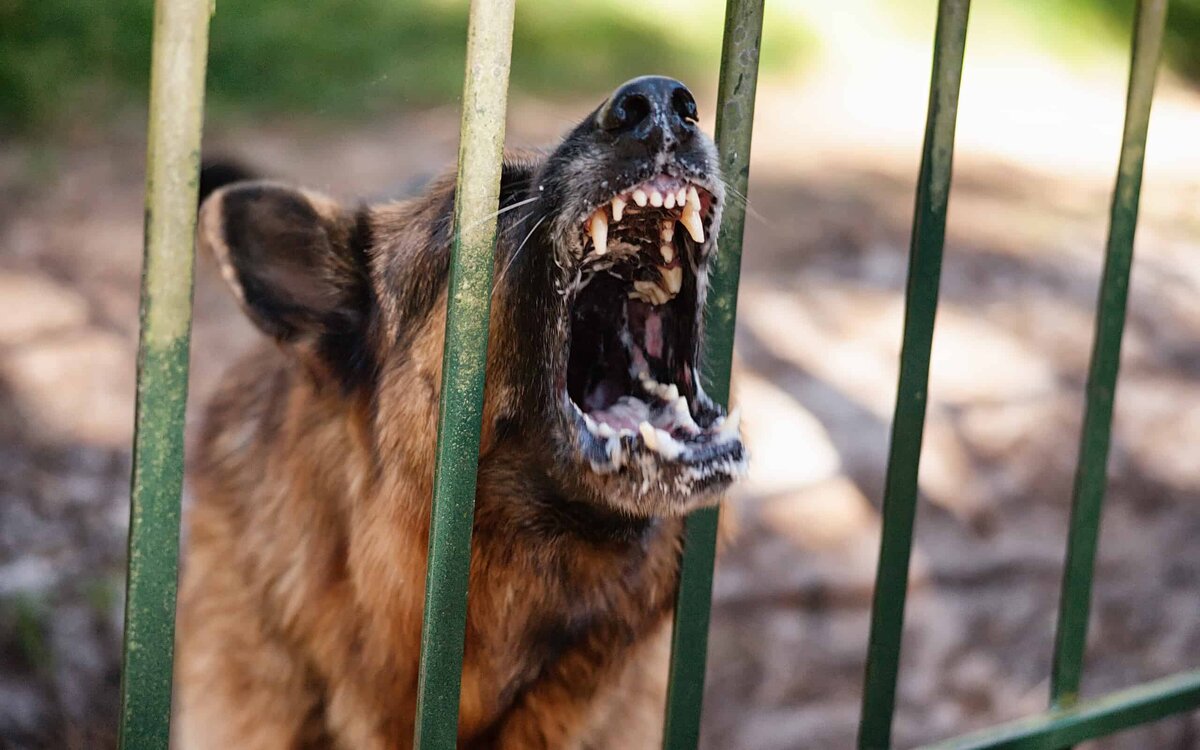 Яндекс картинки