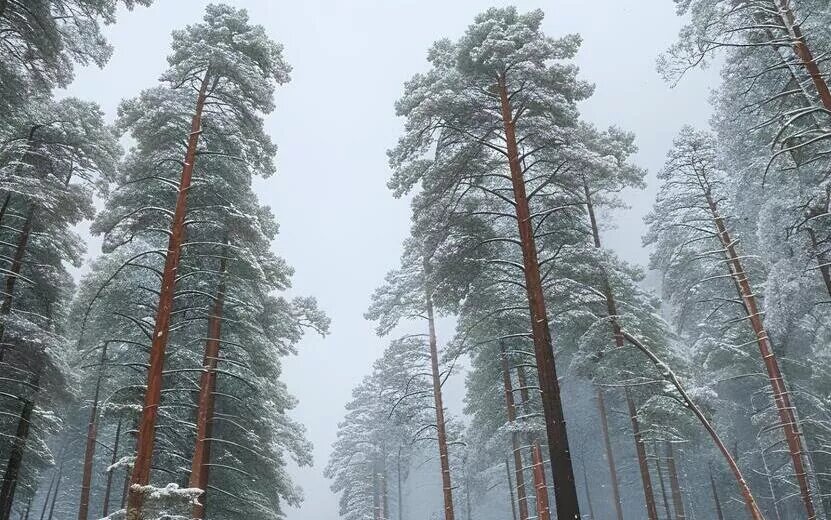    Погода в Ижевске на неделю: со 2 по 8 декабря похолодает до -7°С