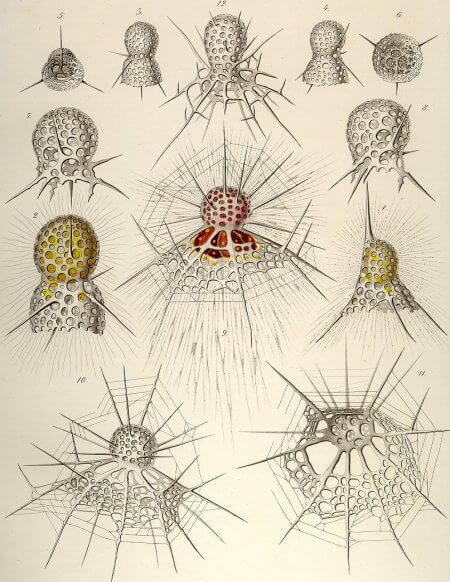 Источник иллюстрации Р.Шелдрейк