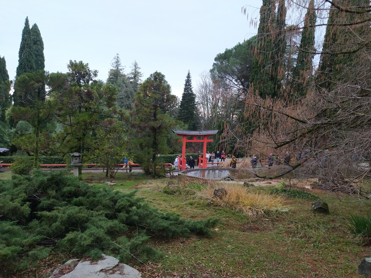 Дендрарий в Сочи зимой