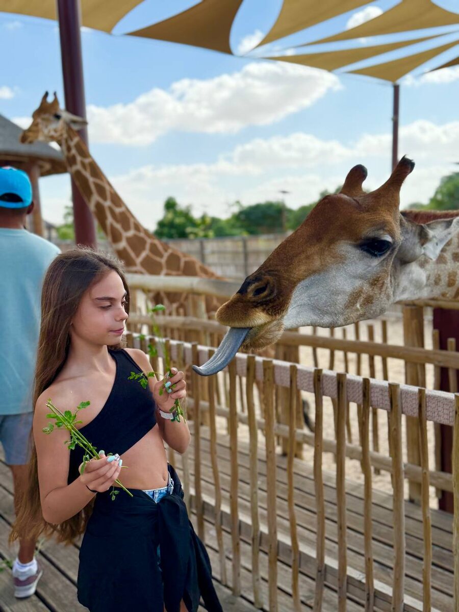 Чудесные жирафы 