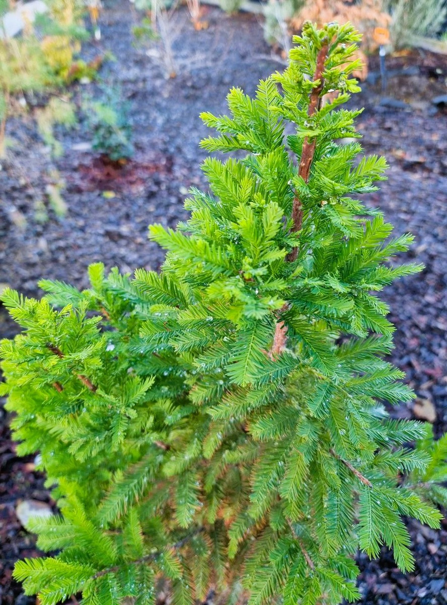 Taxodium distichum ‘Peve Minaret’ в моем саду осенью (хвоя начинает бронзоветь). Анапа.