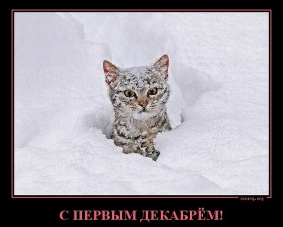 Мем из открытых источников