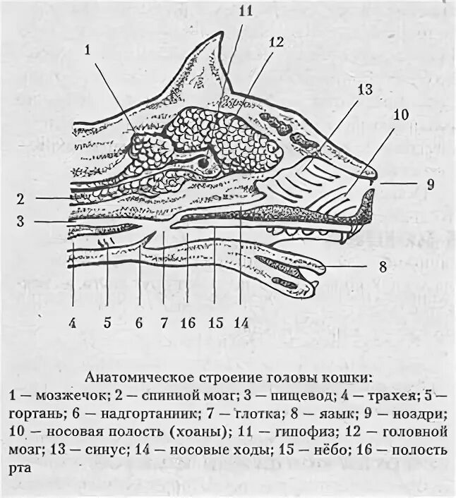 Анатомическое строение головы кошки. 