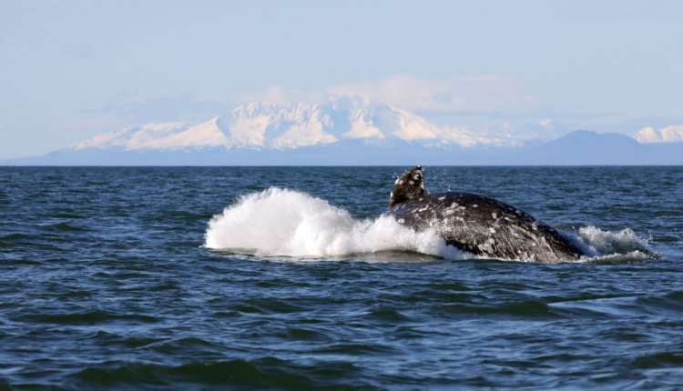 Источник новости: https://nia.eco/2024/11/27/94218/