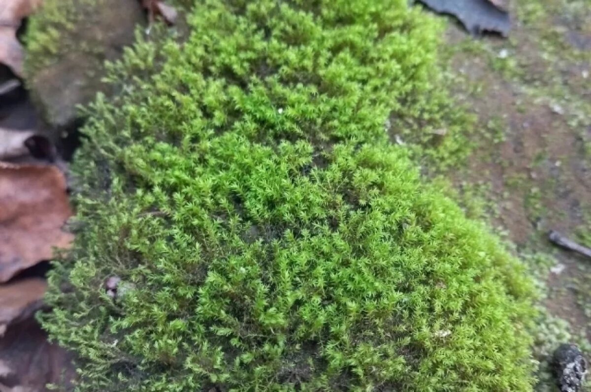    Биологи обнаружили редкий вид мхов в окрестностях Тулы