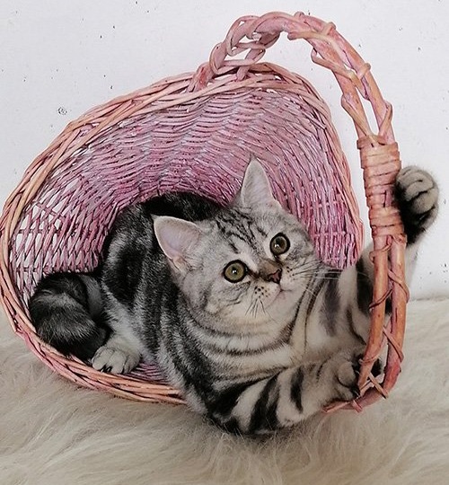 Особенности поведения шотландских кошек