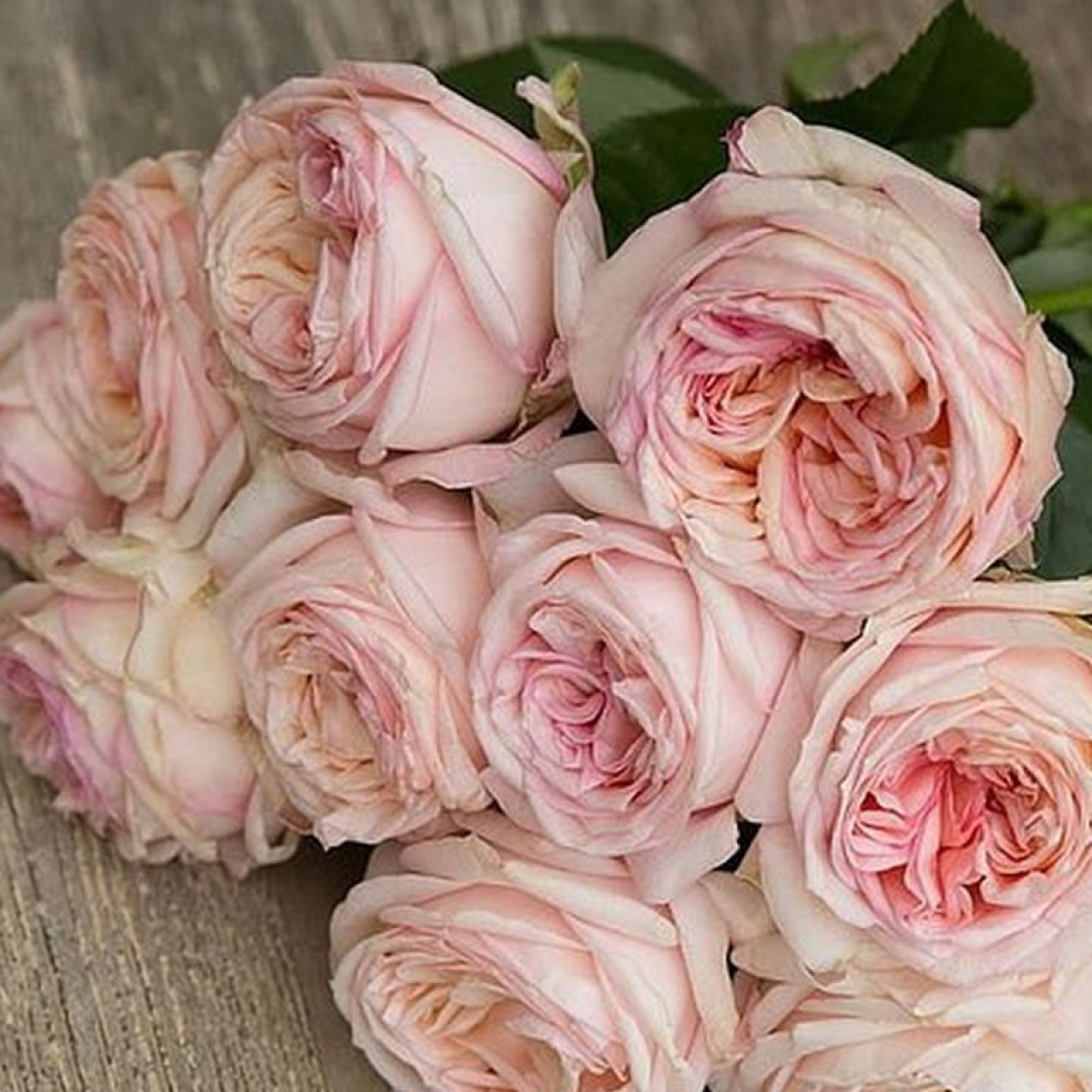 самая безупречная, ароматная и обильноцветущая. Никогда ничем не болеет, с учетом, что сад био и не обрабатывается ничем и никогда. 