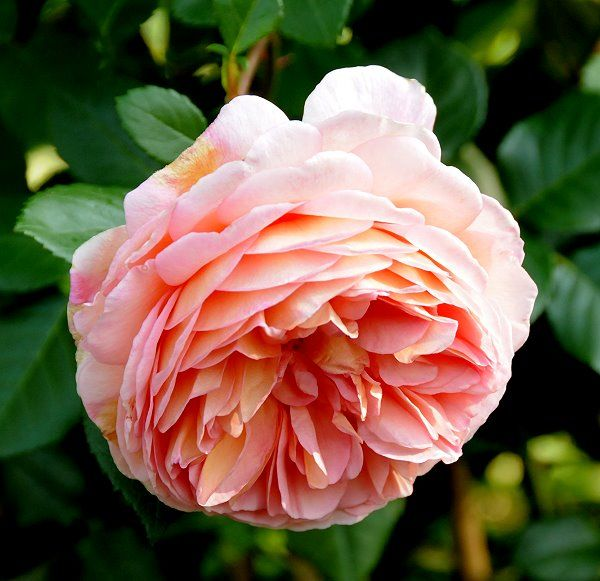 Её винтажная форма и густомахровые цветы, насыщенные цитрусовым ароматом, делают этот сорт драгоценным дополнением к любой садовой коллекции.