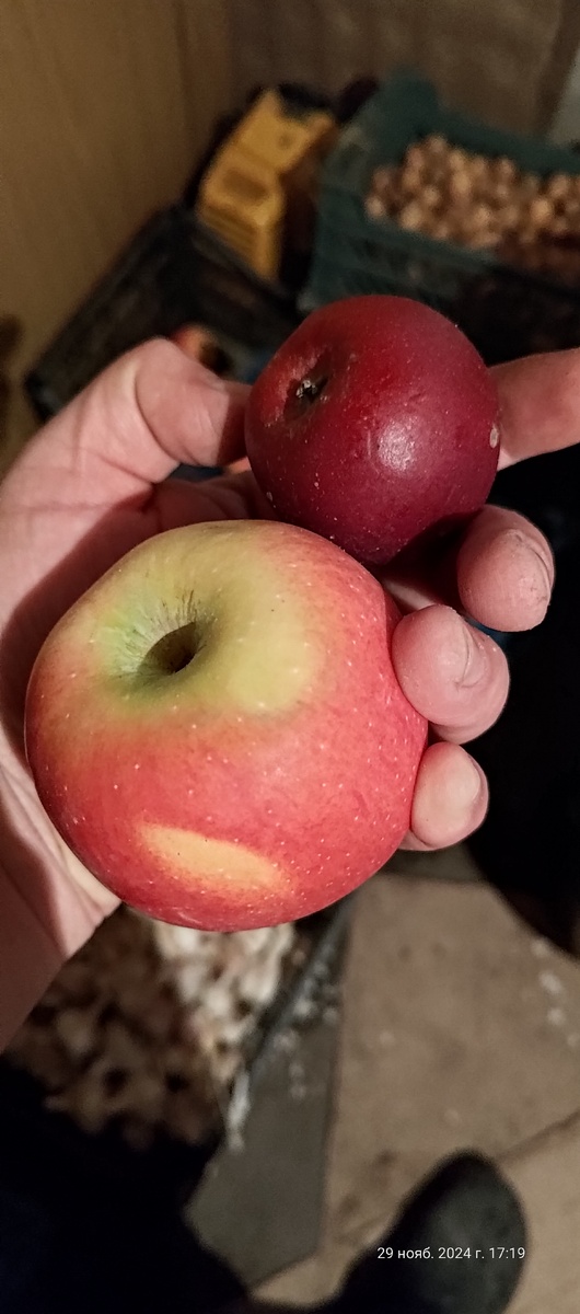 Яблочки в этом году свои домашние, но сорта не знаю: )).