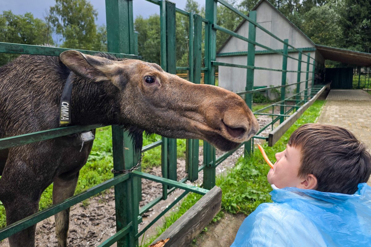 Лосиная Ферма под Костромой. Впечатление от посещения
