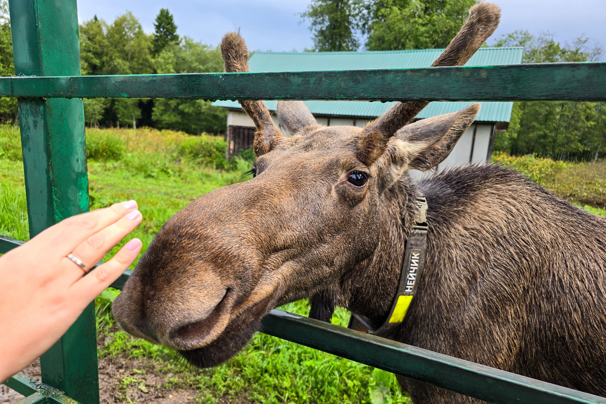 Лосиная Ферма под Костромой. Впечатление от посещения