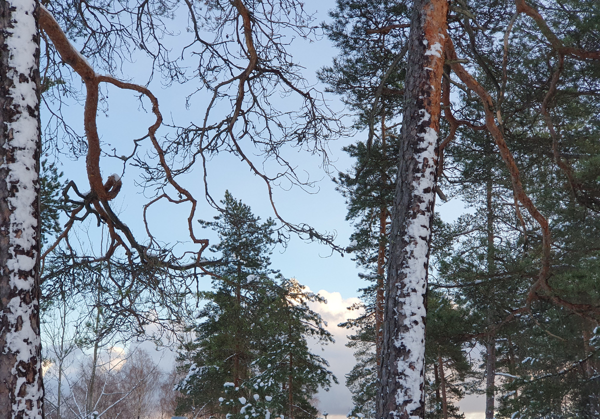 Ноябрьский снег