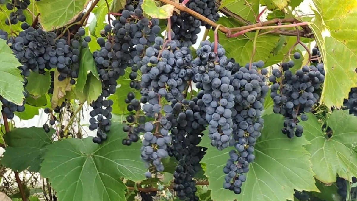 Грозди винограда Фронтенак 