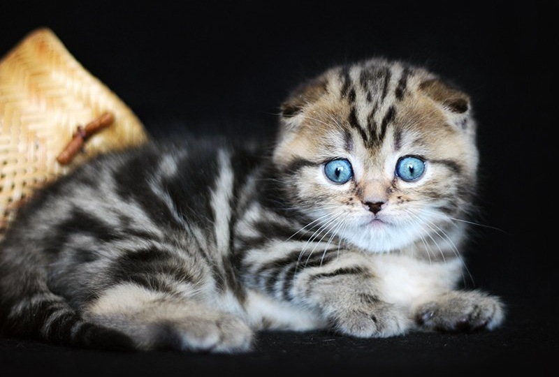 Как выбрать котенка шотландской породы?