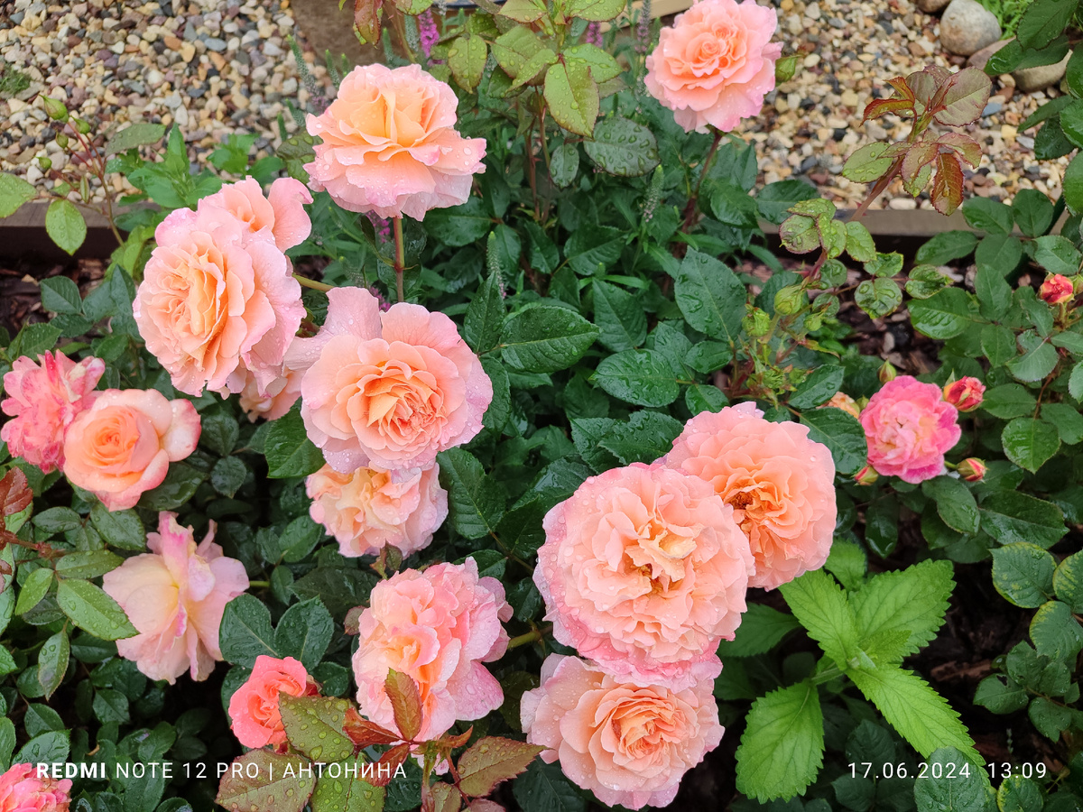 Августа Луиза.