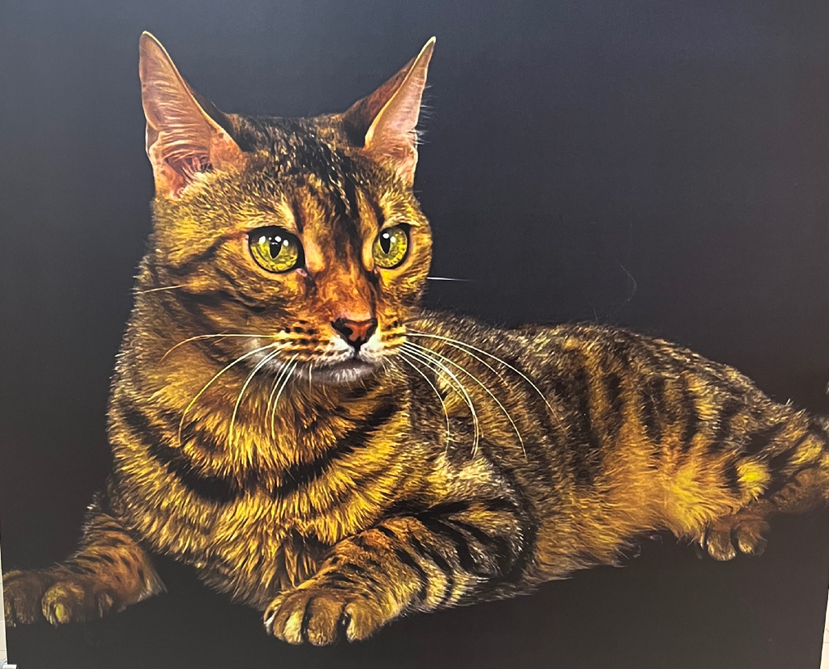 Фото автора , фото с выставки фотографий бездомных животных , которые ищут хозяина ♥️