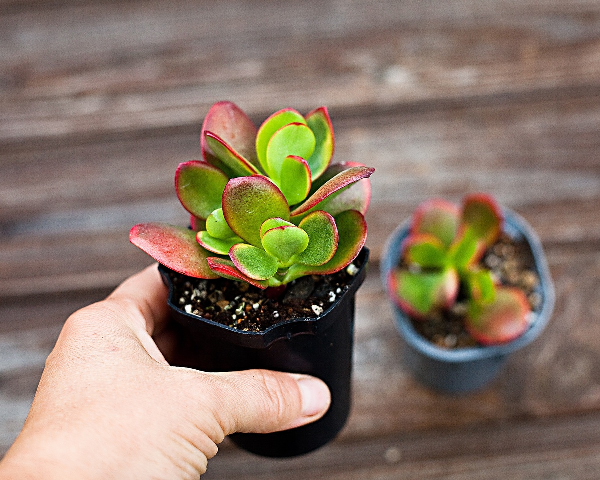 На аватарку поставила фотку крассулы овата - в народе "денежное дерево". Потому что комнатные растения - мой главный способ зарабатывания денег