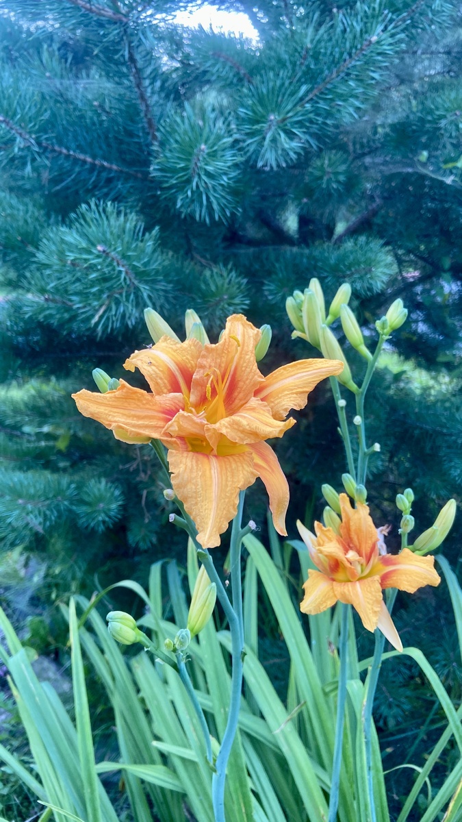 Этому лилейнику даже сосны не конкуренты! 