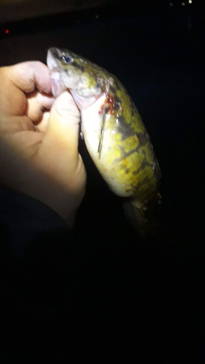 Первый небольшой налимчик, удалось отпустить.