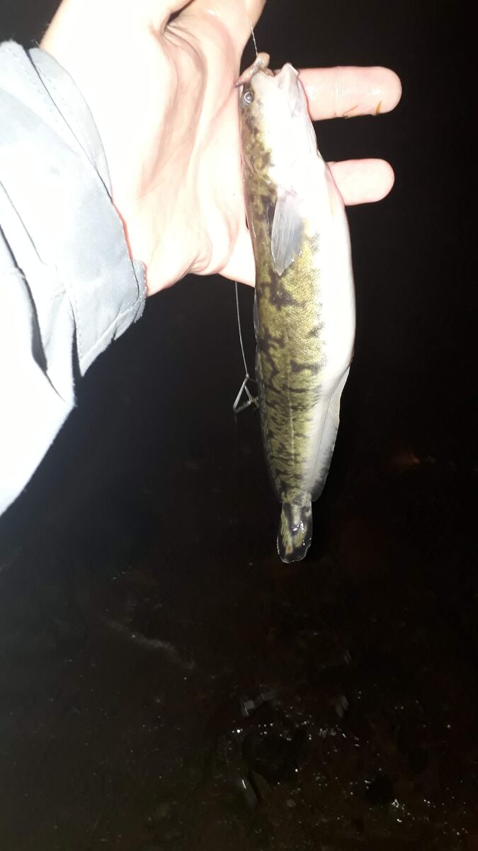 Позарился на червя. Остальные налимы ели только нарезку.