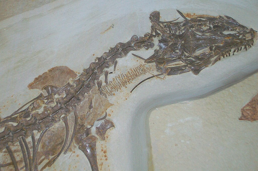 Образец Saniwa ensidens Leidy, 1870