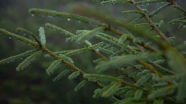    © Sputnik / Mihai Caraus