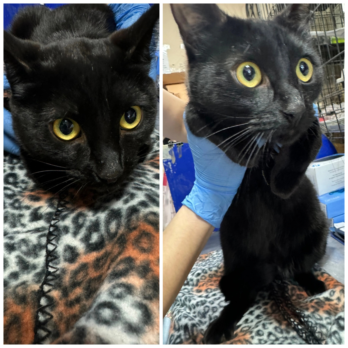 Васюна домашняя, пристраивается только одним питомцем в семью.