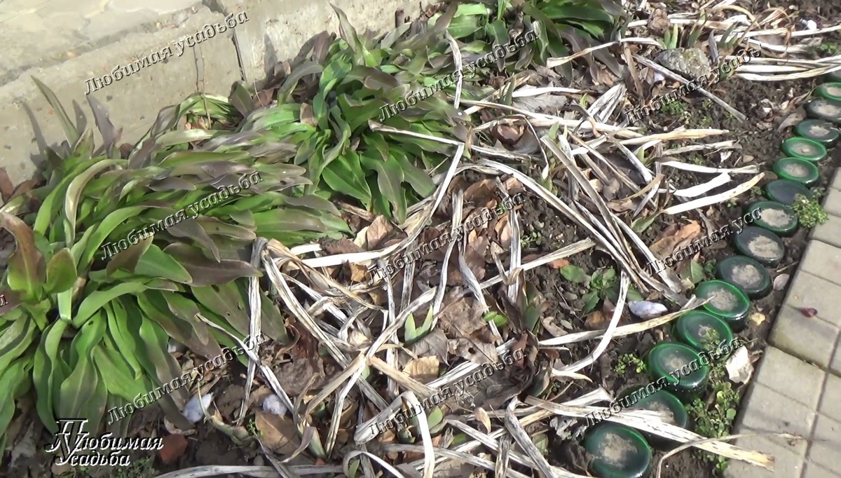 Я удаляю всю листву с ирисов в один прием в конце ноября.