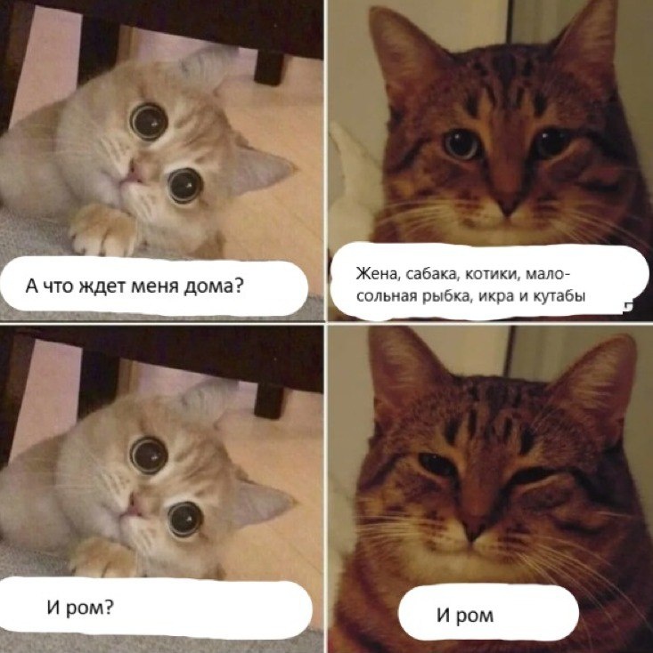 Люблю этих котиков 