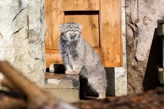    Что такое зажировка у животных?