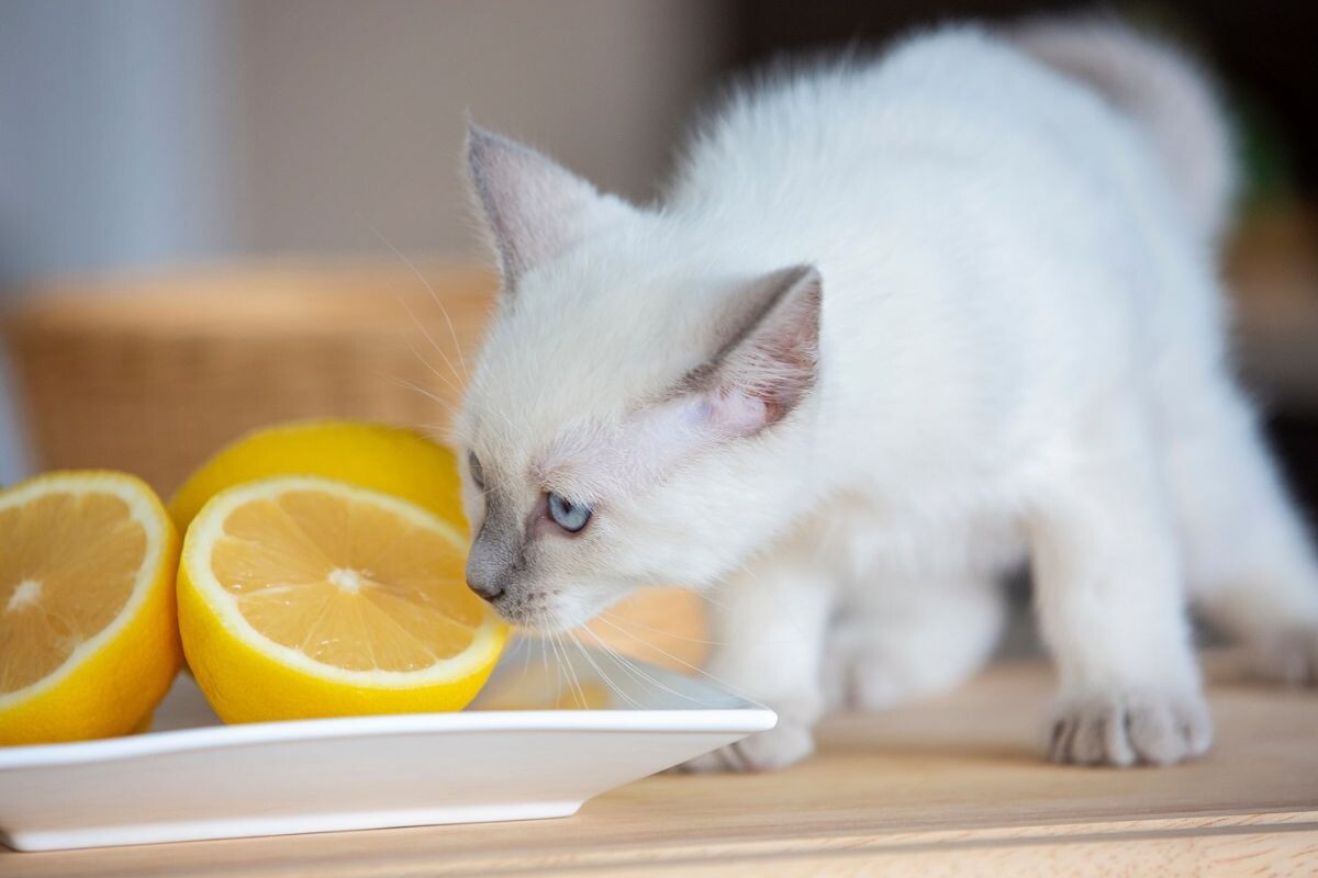 Почему кошки не любят цитрусовые