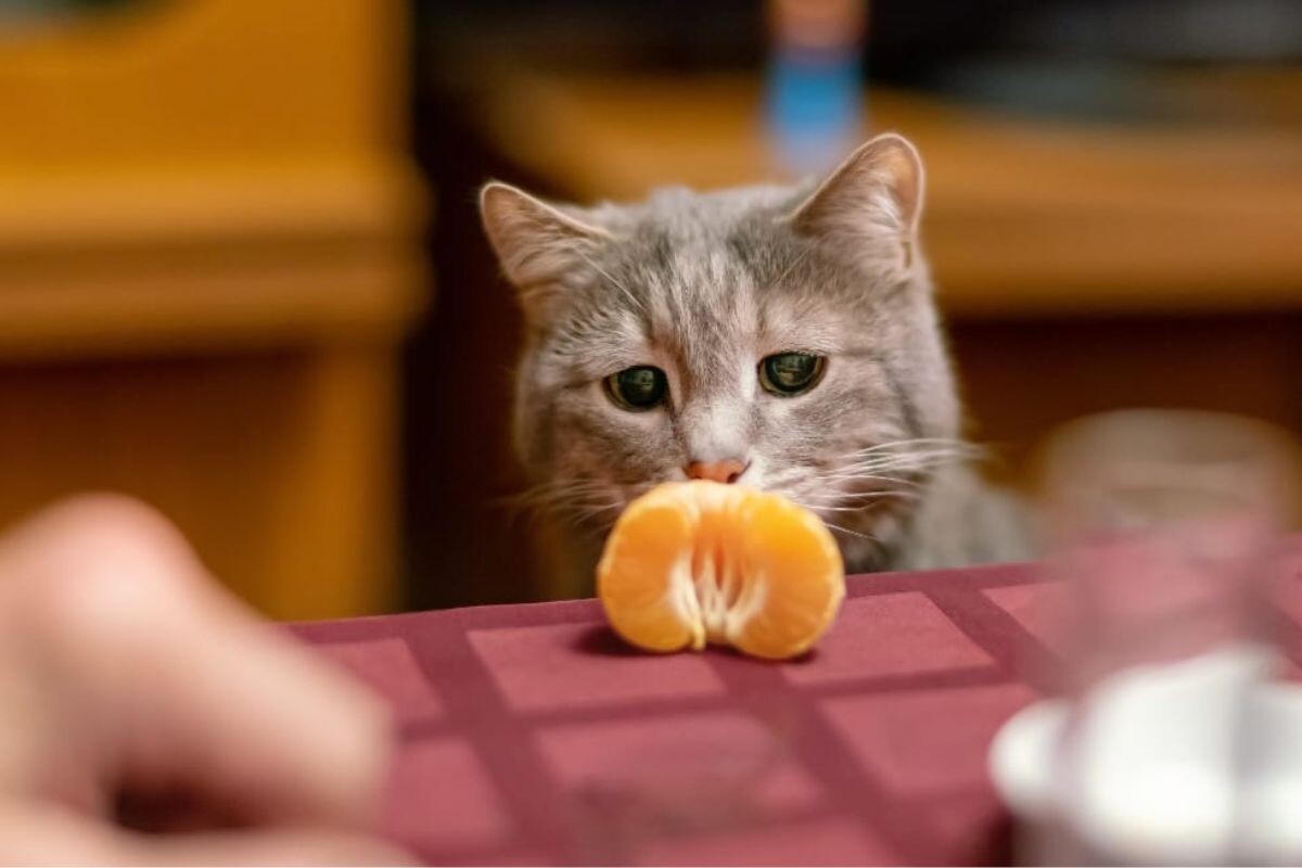 Кошка смотрит на мандарин 