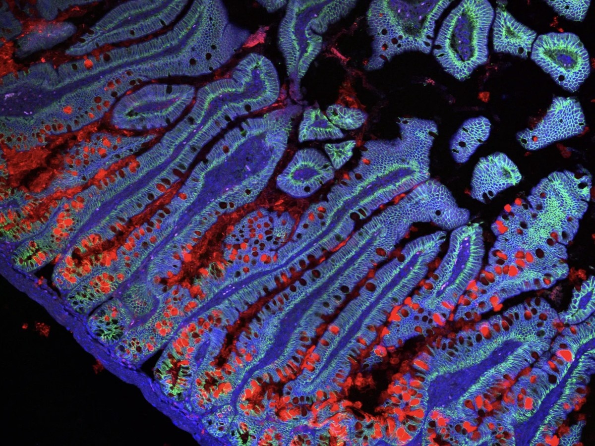    Учёные составили «клеточный атлас» человека [ВИДЕО]