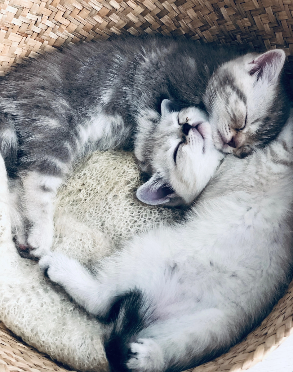 Братики в новом доме