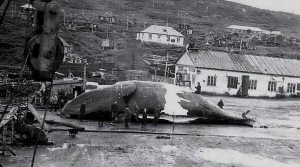 Кит, которого выбросило цунами