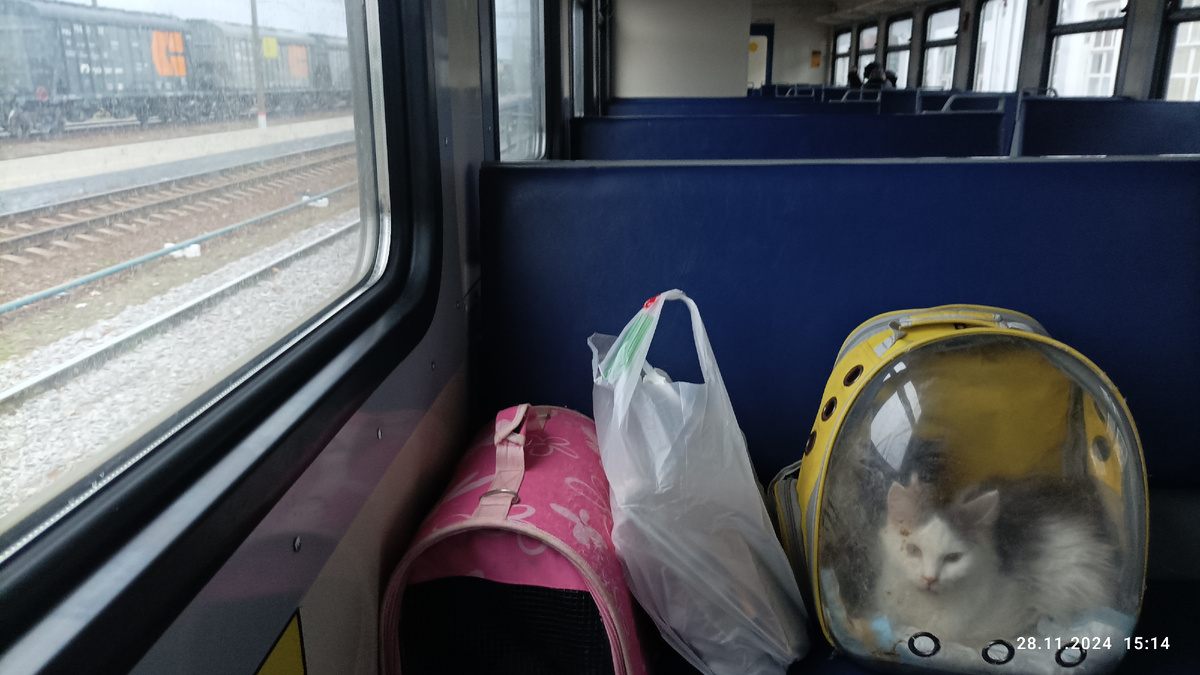 Капитоша в рюкзаке, а Гудочек в розовой переноске. 