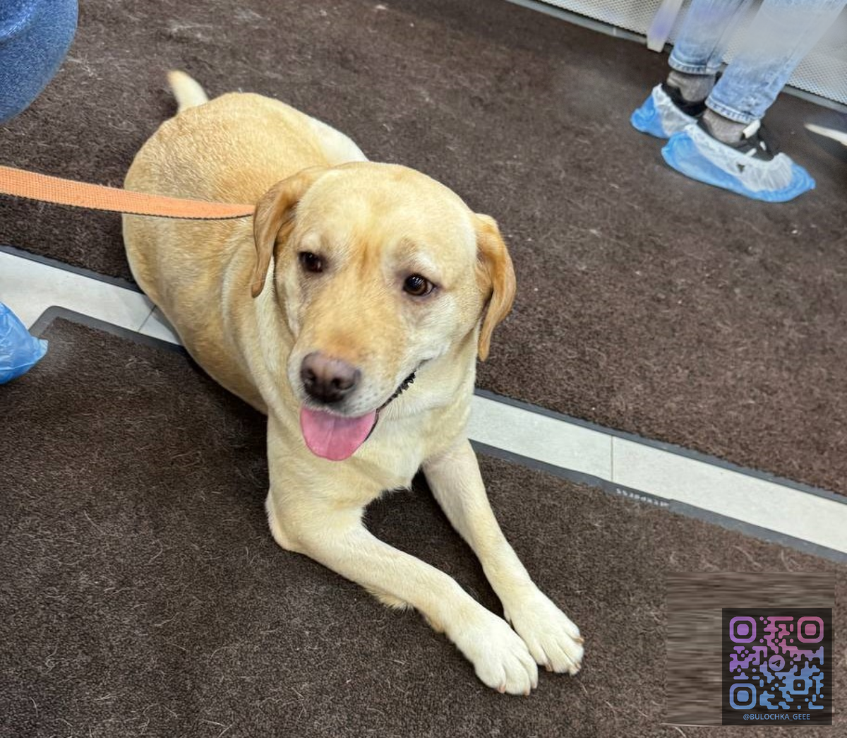 24.11.2024 г. Герда в ожидании приёма в Мед-вет-центре