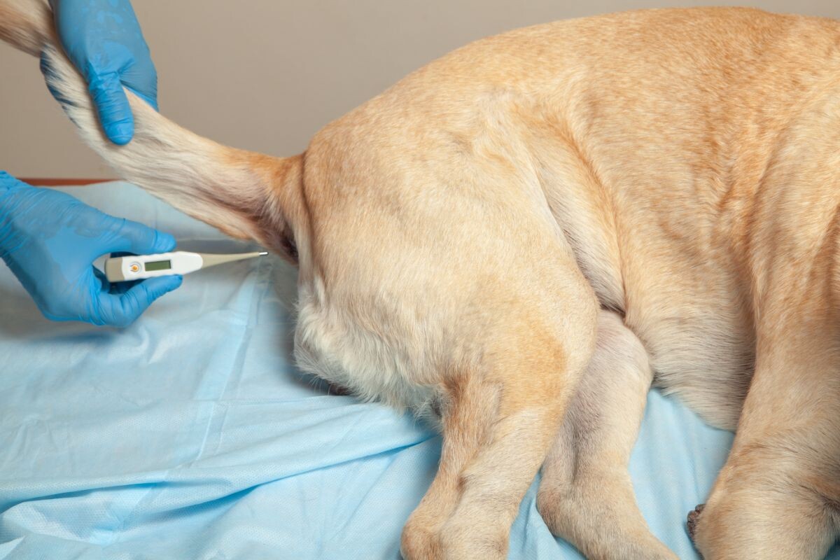 Как померить температуру собаке ректально