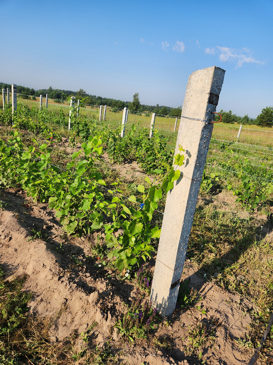 Молодой виноградник