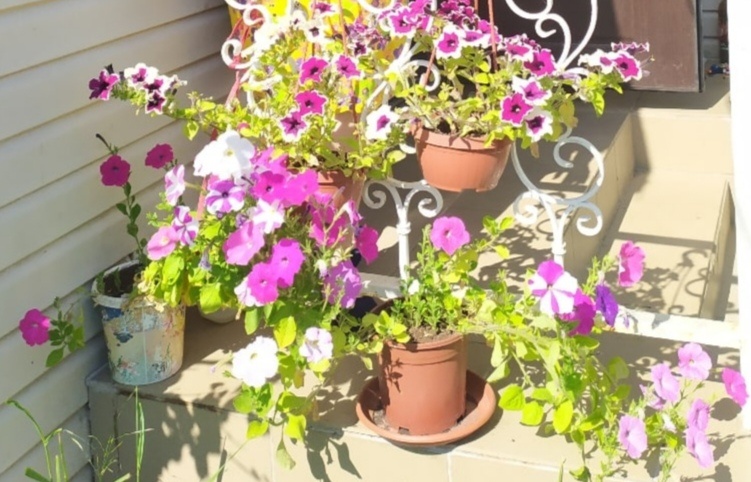 Петуньи смесь цветов