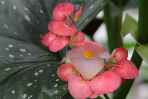 Begonia maculata
