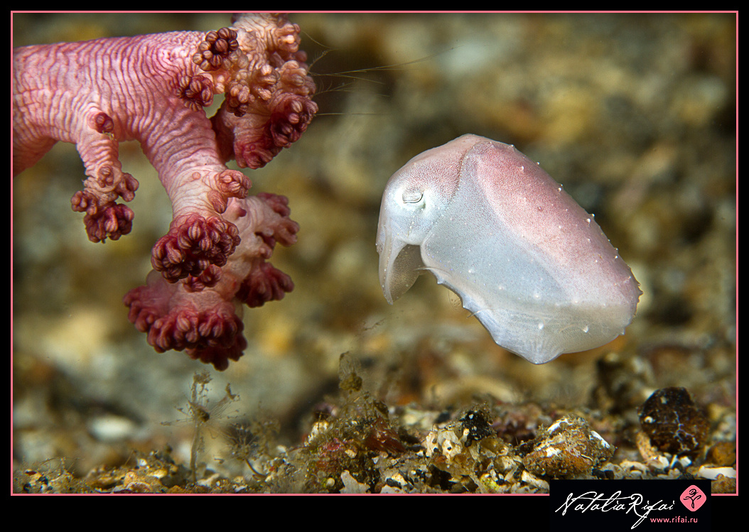 Параллельный мир под водой: нежная каракатица и коралл в гармонии, скрытой от глаз. Чтобы увидеть такие мгновения, нужно стать частью этого мира и замереть. 🌊✨