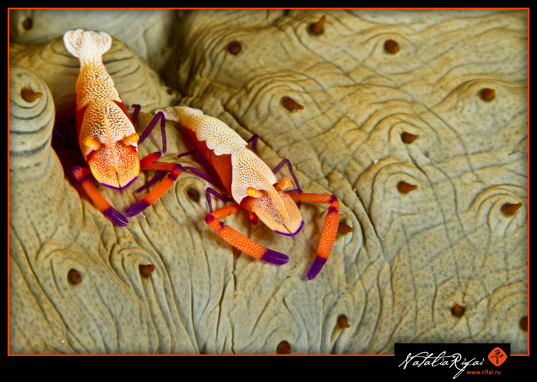 Эти крошечные существа — тайные сокровища параллельного мира, открывающиеся только охотнику за деталями.