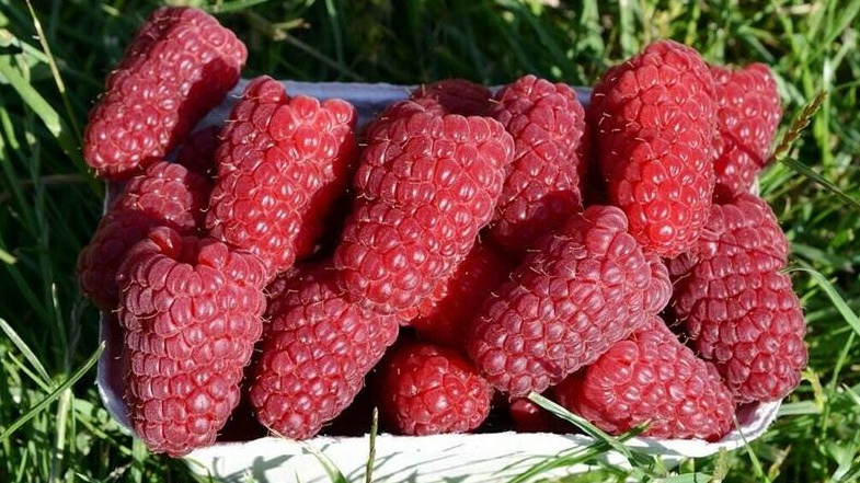 Получил хороший урожай малины. Что изменилось после пяти изменений в уходе