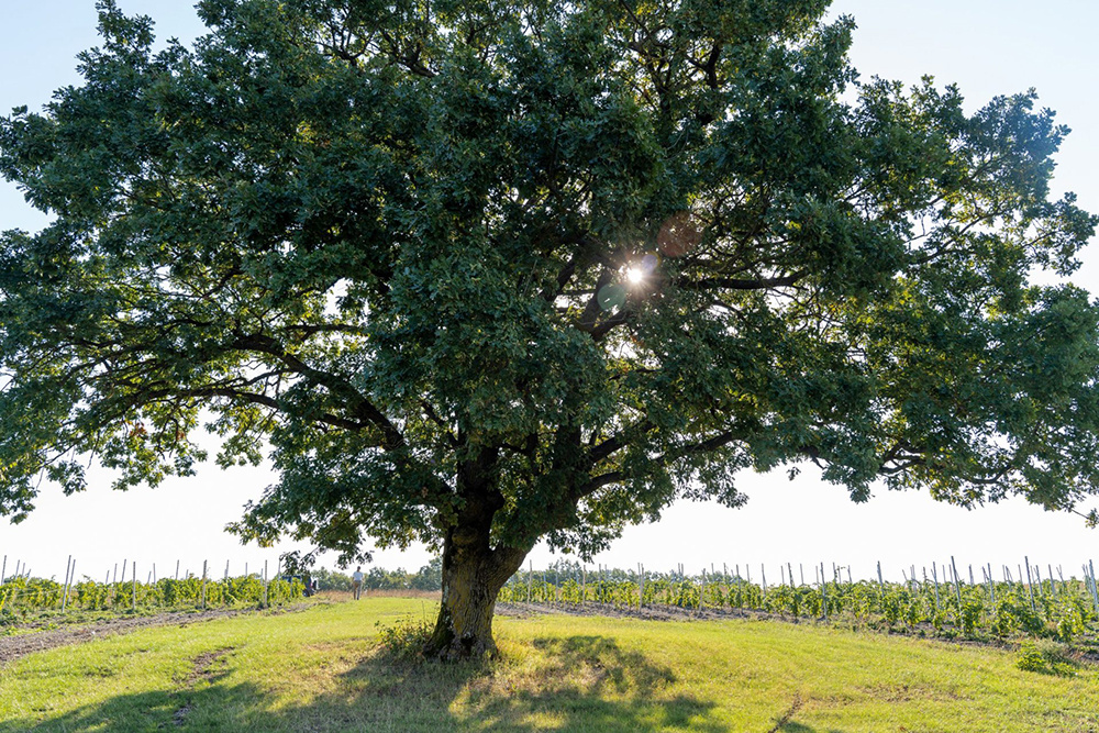 Тот самый «Королевский дуб» среди виноградников хозяйства. Ни котов, ни русалок, ни Франка, ни Гаэль уже не наблюдается. Процитировано с сайта https://grandvostock.ru