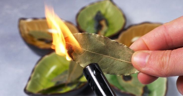 Зайдя к соседке увидела, как та ходит по всем комнатам и сжигает лавровые листочки, сначала очень удивилась, а теперь сама поступаю так же