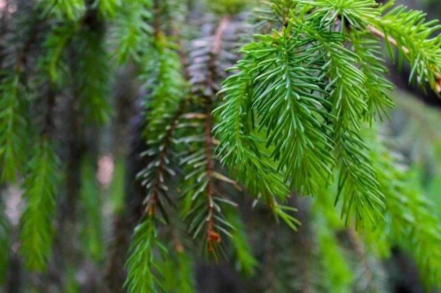    Надо ли укрывать на зиму хвойные растения?