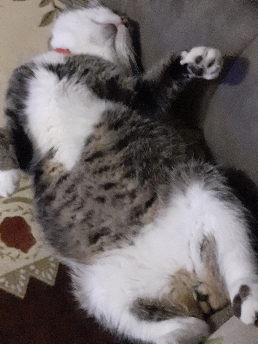 Кот Вася.Жил на помойке.Теперь живёт у нас.