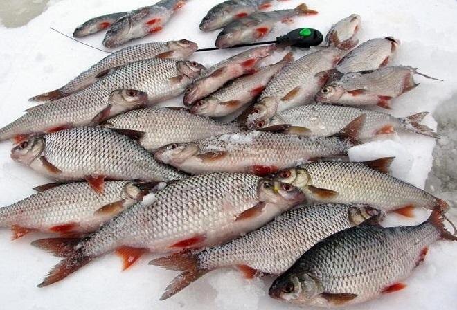 Фото: podlednik.ru